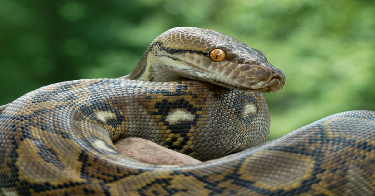 Corpo de uma mulher de 54 anos é encontrado intacto dentro de uma cobra; vídeo