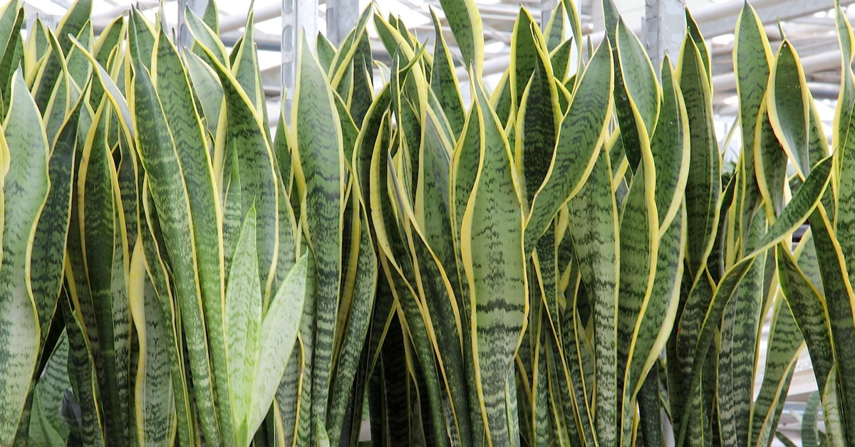 Você tem essas plantas em casa? Jogue elas fora imediatamente!