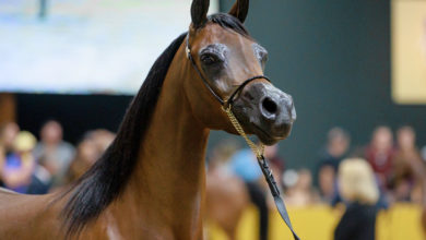 Bragança Paulista sediará 25ª Exposição do Cavalo Árabe