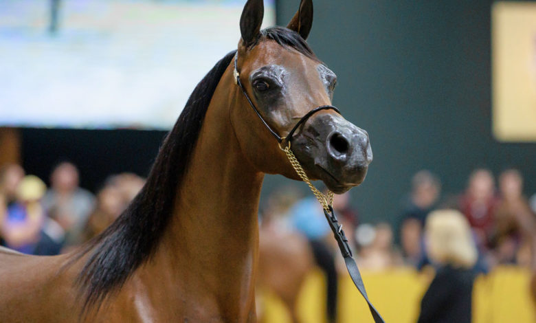 Bragança Paulista sediará 25ª Exposição do Cavalo Árabe