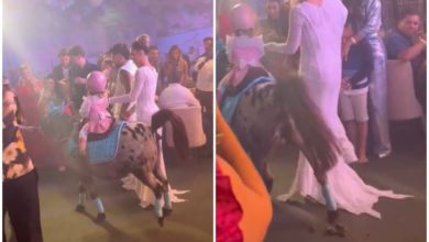 Filha de Virgínia Fonseca entra na festa de aniversário montada em pônei e vídeo mostra o que o animal fez