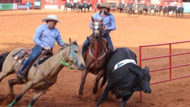 Assista a classificatória Team Penning