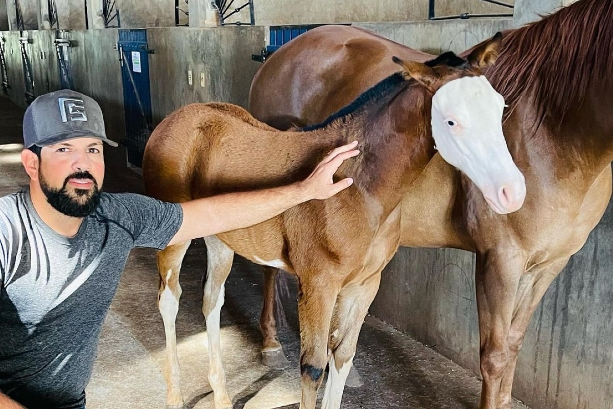 Sertanejo Sorocaba em criação de cavalos (Foto: Reprodução/Instagram)