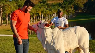 Conheça a fazenda de Gusttavo Lima avaliada em R$ 275 milhões