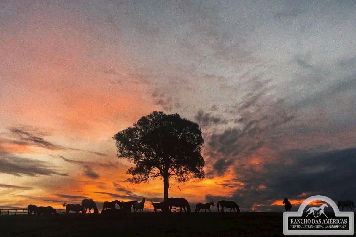 (Foto: Reprodução/Site Oficial Rancho das Américas)