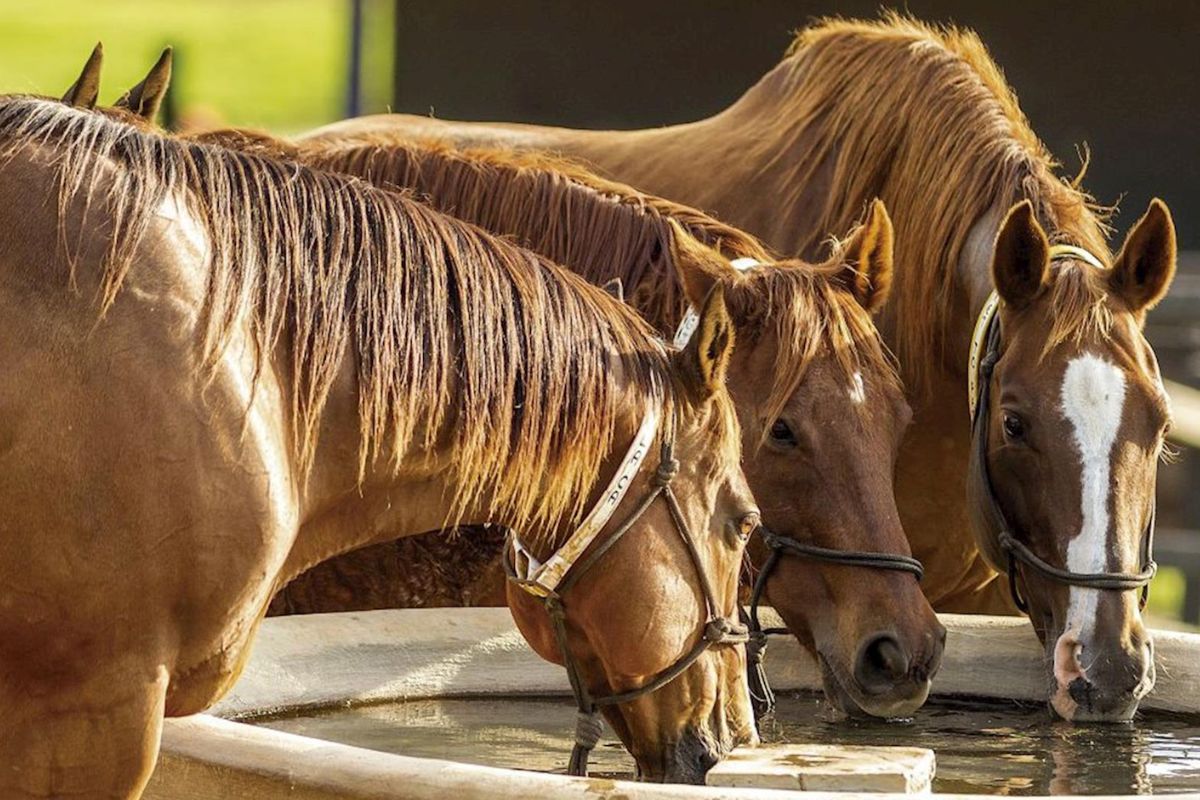 (Foto: Reprodução/Site Oficial Rancho das Américas)