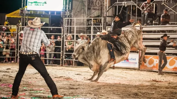 (Rodeio de Paranapuã | Foto: Divulgação)