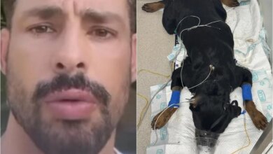 Cauã Reymond recebe triste notícia, volta para a casa às pressas e se depara com envenenamento de seus cães