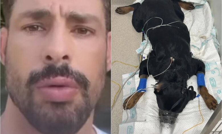 Cauã Reymond recebe triste notícia, volta para a casa às pressas e se depara com envenenamento de seus cães